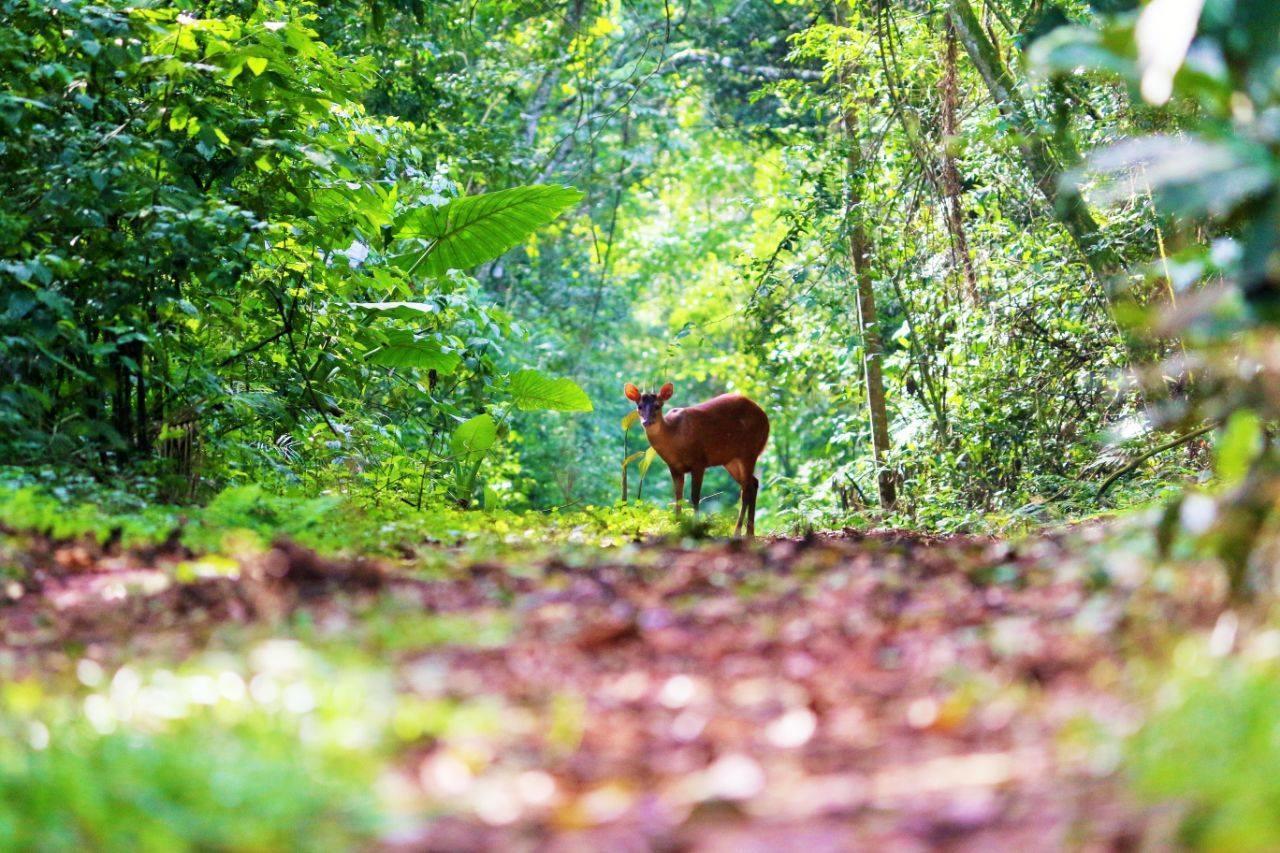 Yacutinga Lodge Puerto Iguazú Exteriör bild